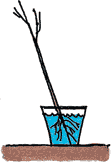 根据第一步种植的裸根加拿大28回水的插图.